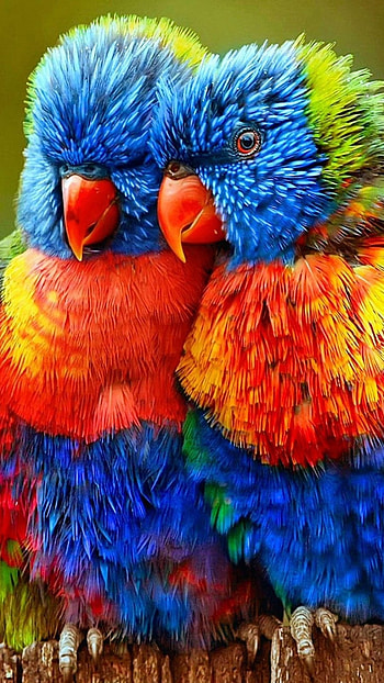 Love Birds, Rainbow, Parrot HD phone wallpaper