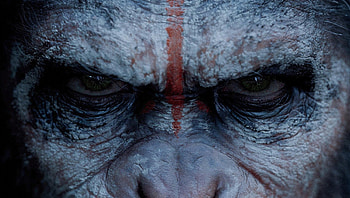 Dawn of the Planet of the Apes (2022) movie HD wallpaper