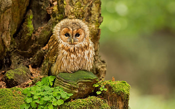 Baby owl, bird, green, baby, owl, tree HD wallpaper