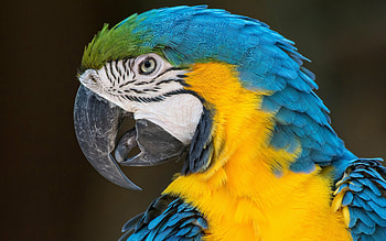 Ara Macaw, macaw, bird, parrot, animal HD wallpaper