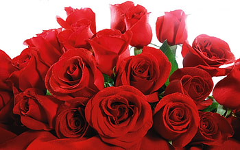 Plants, Flowers, Roses HD wallpaper