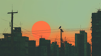 Bird In The Stillness Of Day, birds, artist, artwork, digital-art HD wallpaper