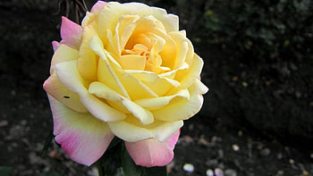 Rose, pink, yellow, flower, beautiful HD wallpaper