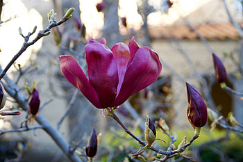 Magnolia Liliiflora, Lily Magnolia, Stanford, Environs HD wallpaper