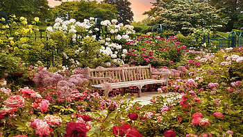 Rose Garden Sunset, New York Botanical Garden, flowers, blossoms, bench, roses, trees, usa HD wallpaper