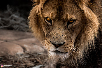 Brown lion , Wildlife animals zoo, Animal themes, Nature-inspired visuals HD wallpaper