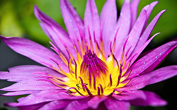 Drops, Flower, Macro, Opened Up, Revealed HD wallpaper