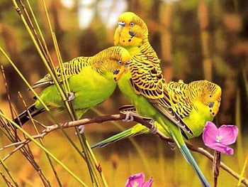 Cute Birds, animal, flowers, birds, yellow HD wallpaper