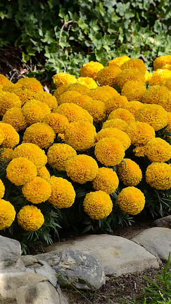 Marigold, Yellow HD phone wallpaper