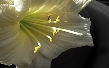 Glance, opening, yellow, flower HD wallpaper