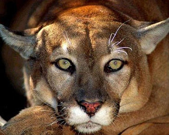 Puma, fur, soft, cat, wild HD wallpaper