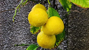 Food, Drops, Branch, Citrus, Manadrins HD wallpaper