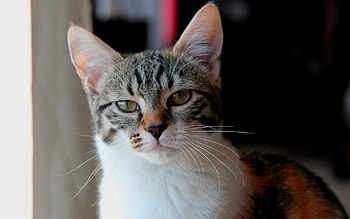 Animals, Cat, Muzzle, Spotty, Spotted, Sight, Opinion HD wallpaper