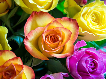 BEAUTIFUL ROSES, PRETTY, ROSS, FLOWERS HD wallpaper