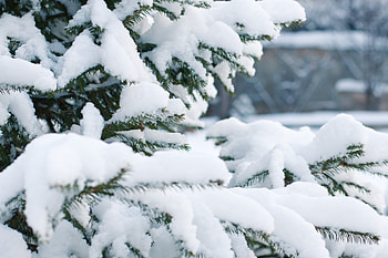Winter, Nature, Snow, Branches, Spruce, Fir HD wallpaper