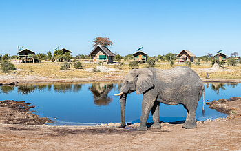Elephant, nature, water, park HD wallpaper