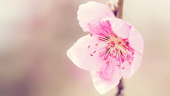 Flowers, Macro, Petals, Bloom, Flowering HD wallpaper