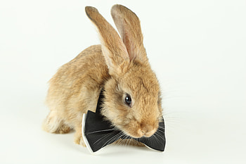 rabbit, sweet, animal, graphy, fun, beautiful, nice, cool, funny, bow ties HD wallpaper