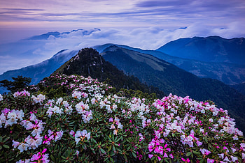 Taiwan, sky, flowers, mountains, asia HD wallpaper