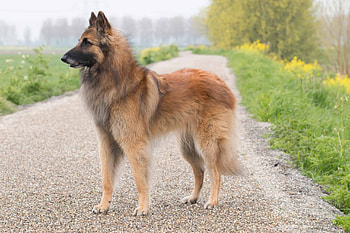 Belgian Shepherd, Tervuren update, Breed information, Dog lovers HD wallpaper