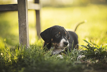 Dog, sweet, animal, dogs, cute, beautiful, puppys, puppy, pretty, animals, lovely HD wallpaper