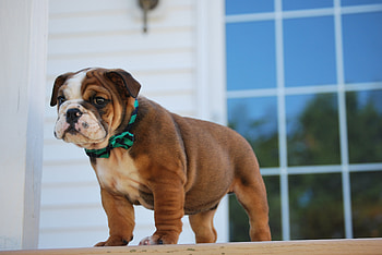 Animals, Puppy, Collar, Bulldog HD wallpaper