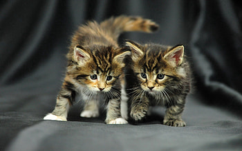 Animals, Couple, Pair, Toddlers, Kids, Kittens, Shoot, ession HD wallpaper