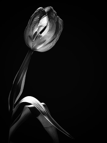 Flower, Black And White, Tulip, Black-And-White HD phone wallpaper