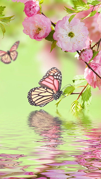 Spring Background, Adorable Aesthetic, adorable aesthtic HD phone wallpaper