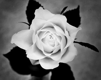 white rose, delecate, plants, soft, nice, rose, pretty, petals, blossoms, bud, nature, flowers, elegance, blooms HD wallpaper