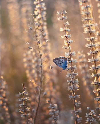 Flowers, Summer, Macro, Insect, Butterfly HD phone wallpaper
