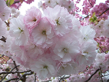Perfection, pink, white, pretty, petals, beautiful, flowers, blossom, tree HD wallpaper