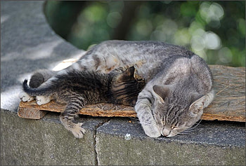 kitten and mum, sweet, kitten, cat, mum HD wallpaper