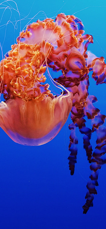 Jellyfish , Monterey Bay Aquarium, Underwater beauty, Captivating animals HD phone wallpaper