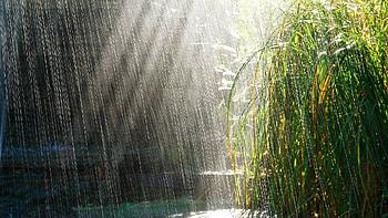 Nature, Rain, Summer, Bush, Shine, Light, Shower, Downpour HD wallpaper