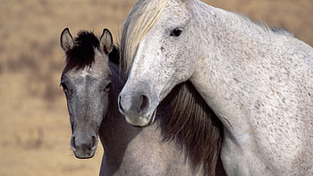 Animals, Horses, Couple, Pair, Muzzle, Mane HD wallpaper
