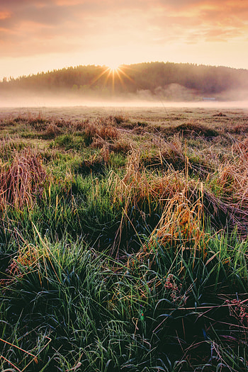 Nature, Grass, Autumn, Dawn HD phone wallpaper