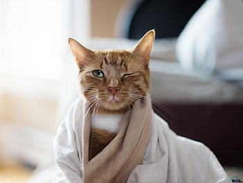 Funny Red Cat, animal, cat, funny, red HD wallpaper
