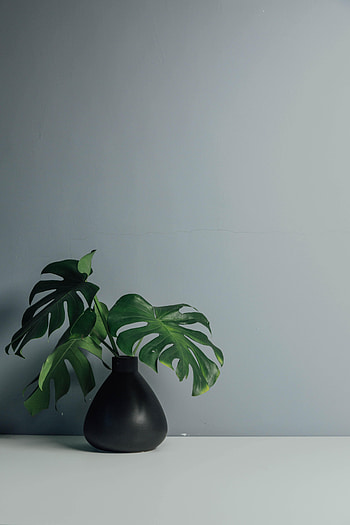 Leaves, Miscellanea, Miscellaneous, Wall, Vase HD phone wallpaper