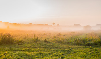 Nature, Sky, Fog, Grass Trees HD wallpaper