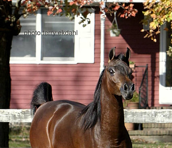 beautiful brown arabian named colorado, fences, horses, horse, galloping HD wallpaper