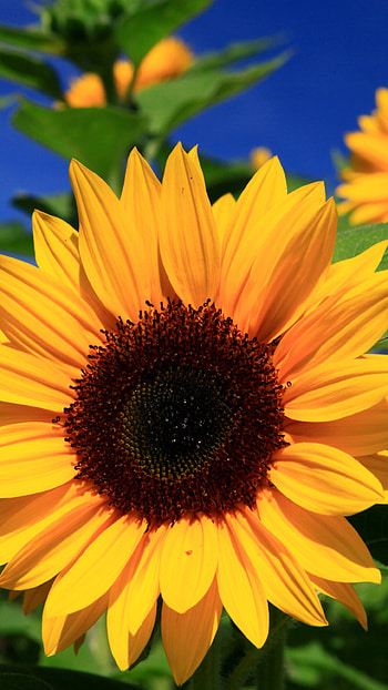 Sunflower close-up , Nokia Lumia 1520, background, Nature's wonder HD phone wallpaper