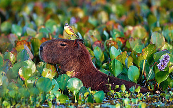 Cattle tyrant, Capybaras HD wallpaper