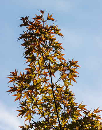 Nature, Sky, Leaves, Bush, Branches HD phone wallpaper