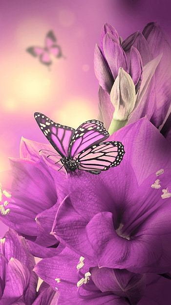 Animated butterfly for mobile HD phone wallpaper
