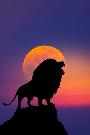 Lion HD phone wallpaper