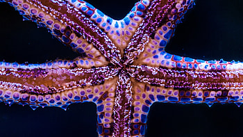 Starfish, summer, pink, black, texture HD wallpaper