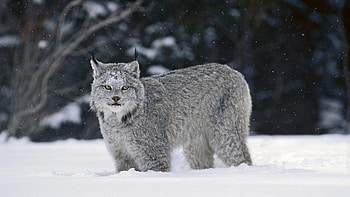 Animals, Snow, Iris, Predator, Big Cat HD wallpaper