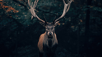 Forest, Reindeers HD wallpaper