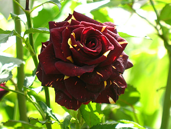 Plants, Flowers HD wallpaper